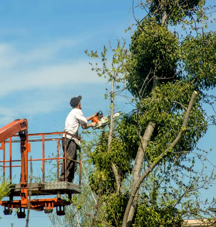 tree cutting service hobart