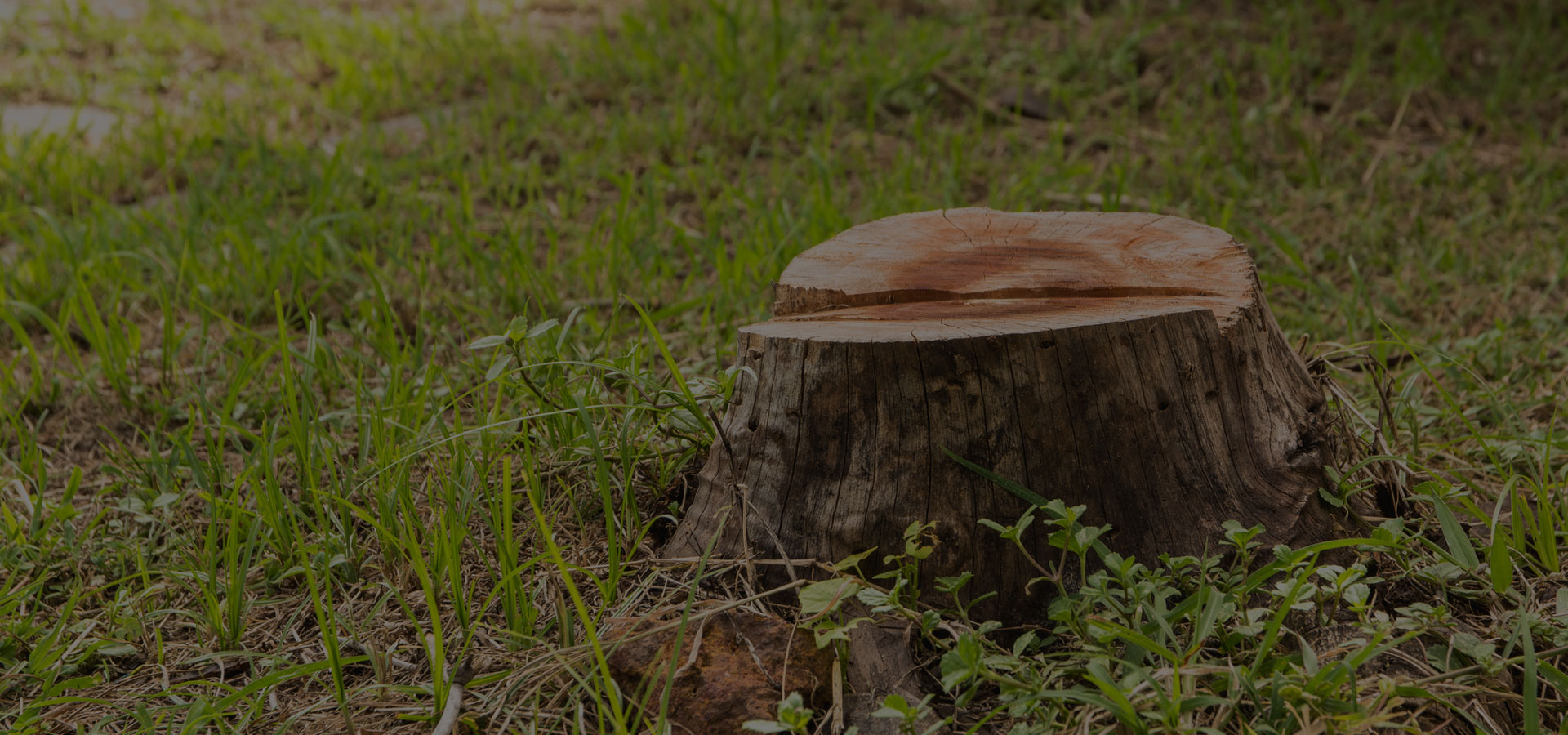 tree stump removal hobart