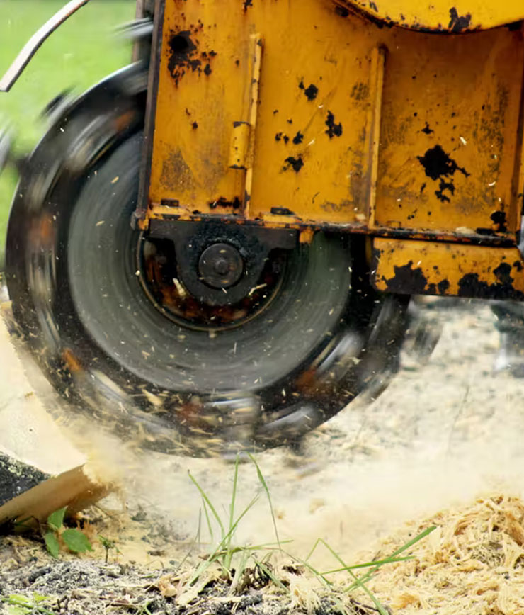 tree stump removal